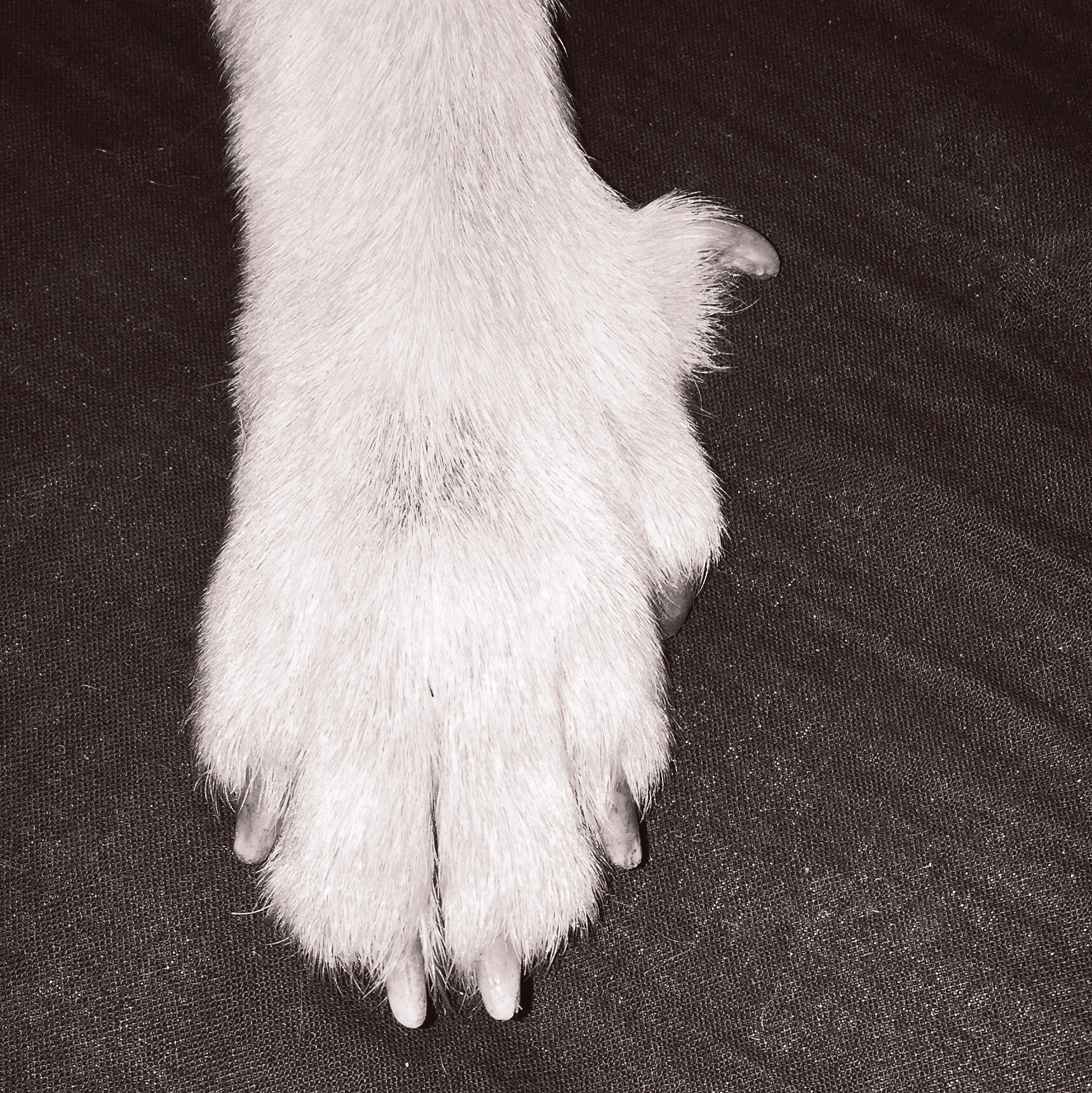 Pfote Lundehund
6 Zehen
anatomische Besonderheit