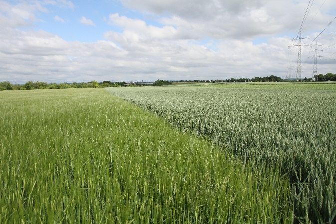 Gersten-, Weizen-, Zuckerrübenanbau