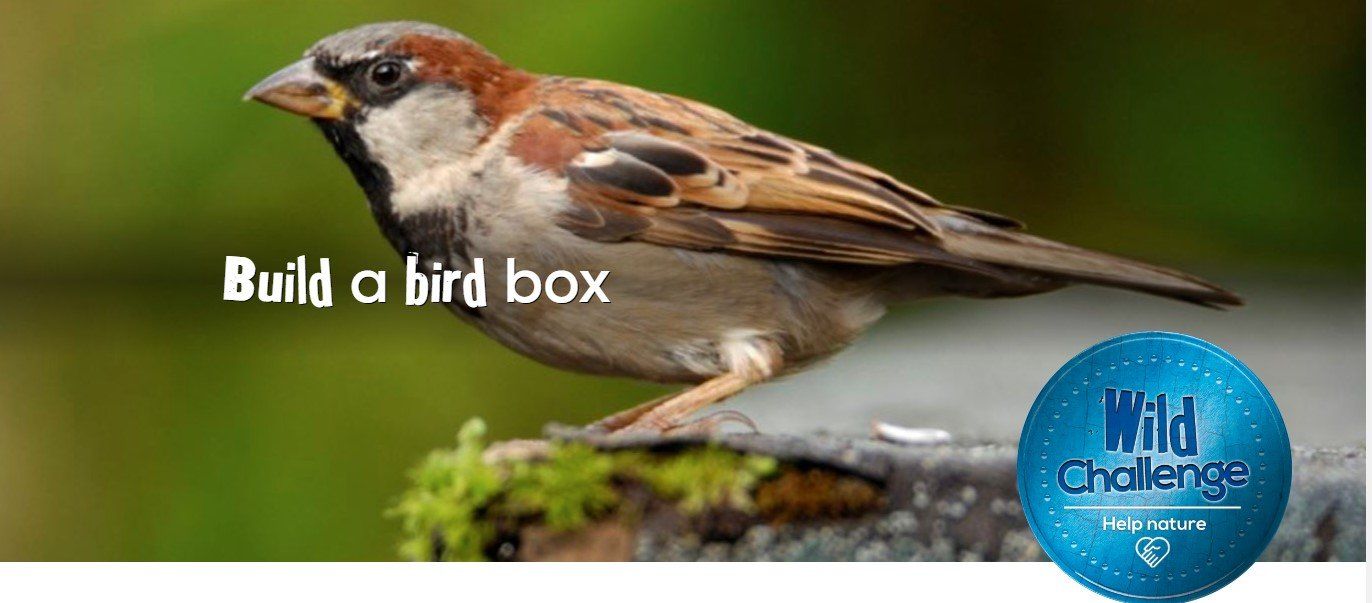 Image of Sparrow
