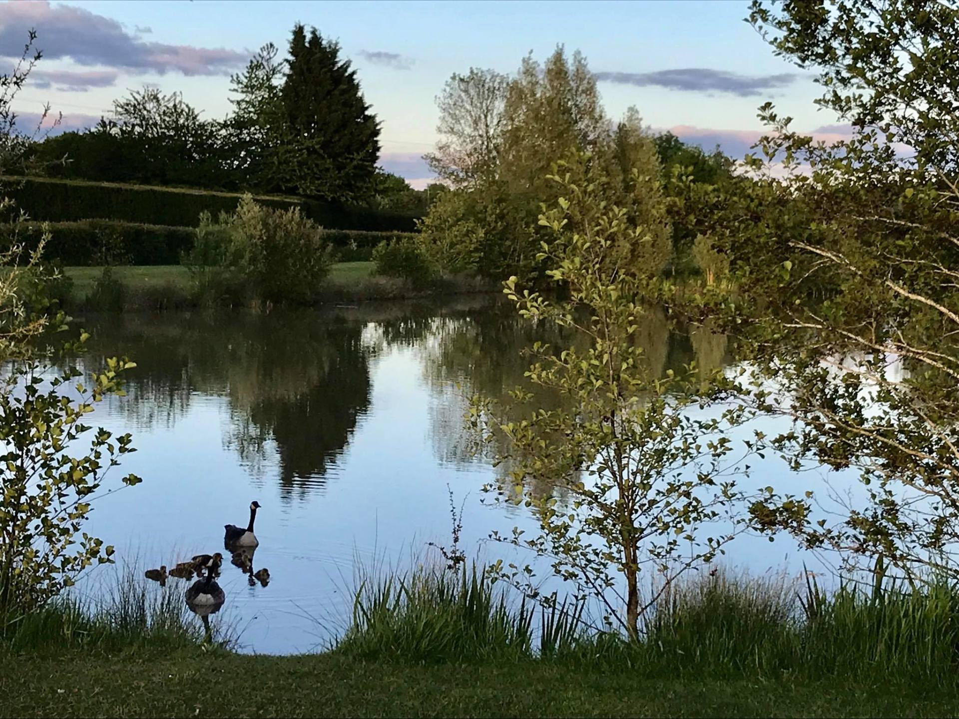 Bishampton Lake (evening)