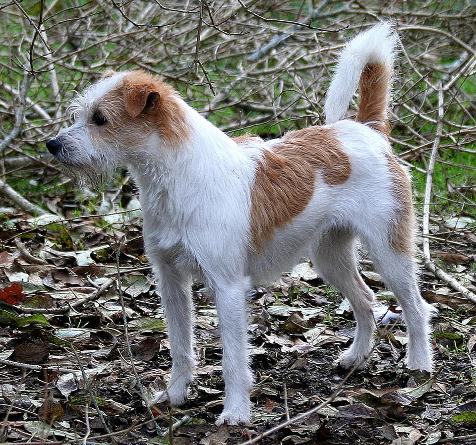 Krumme Furche Caipirosca