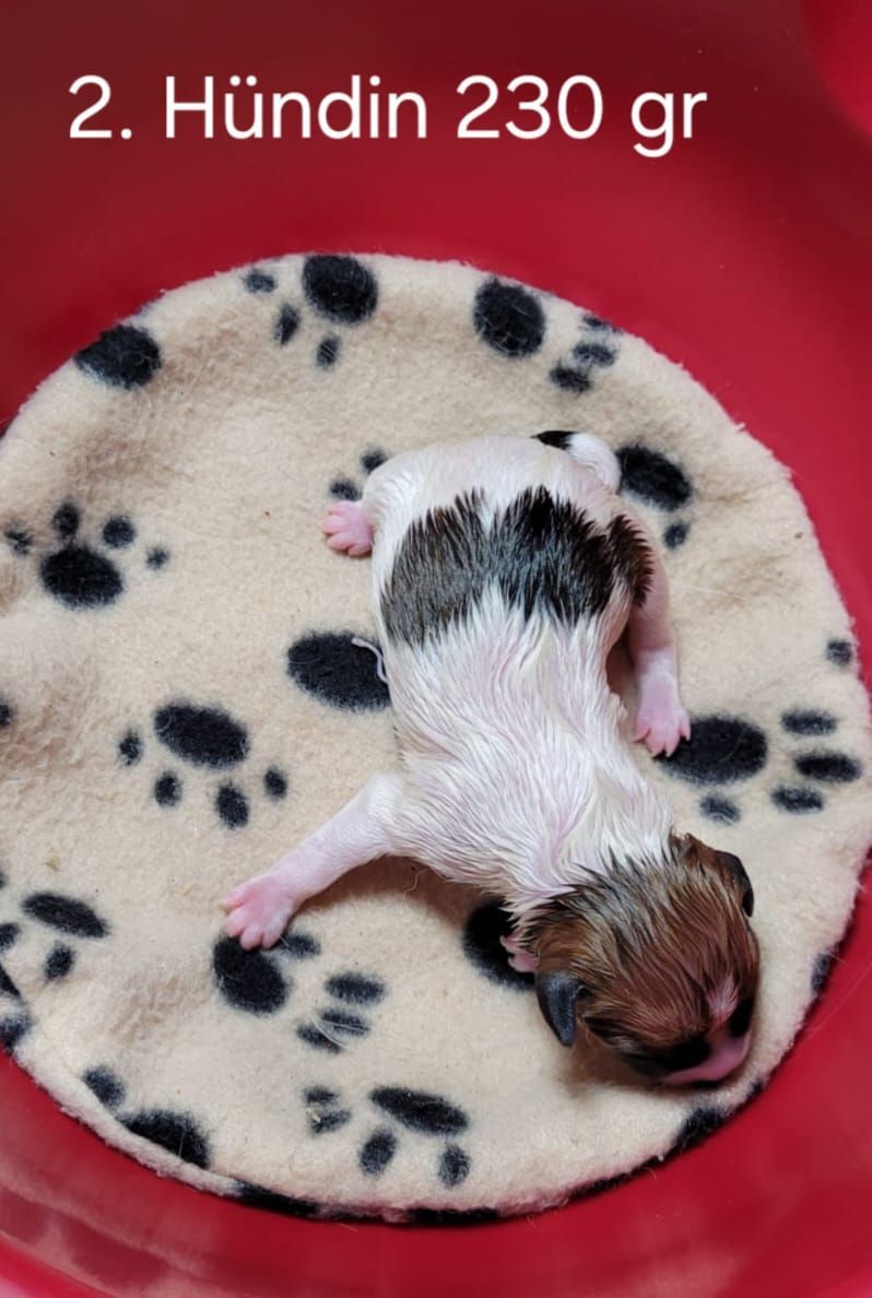 _____Bellana Bellana