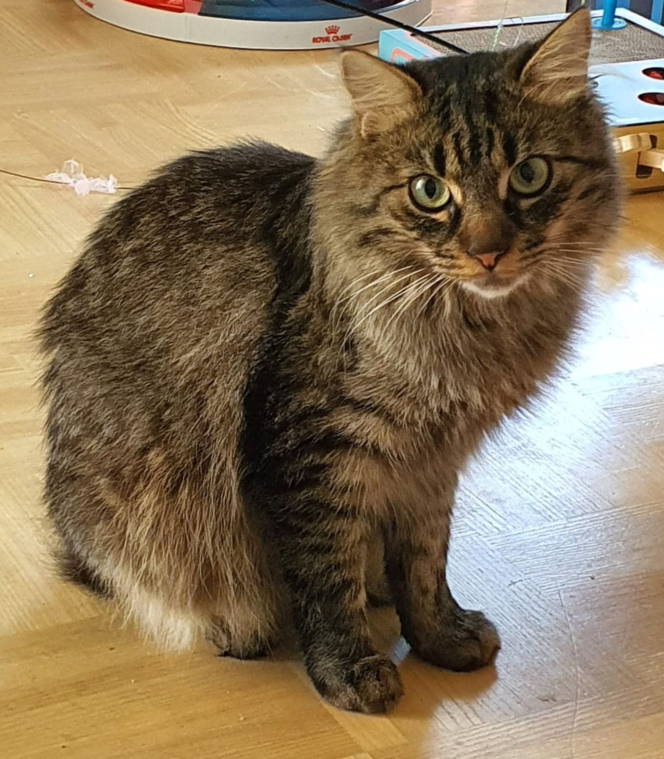 Dusty - Copyright: Maria Habacht - katzennanny.com - Foto: privat Dusty - Copyright: Maria Habacht - katzennanny.com - Foto: privat