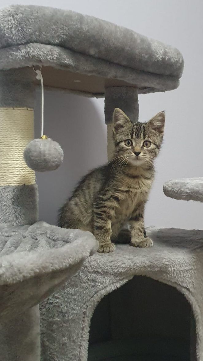 Maximillian Baron von Einzahn - Copyright: Maria Habacht - katzennanny.com - Foto: privat Maximillian Baron von Einzahn - Copyright: Maria Habacht - katzennanny.com - Foto: privat