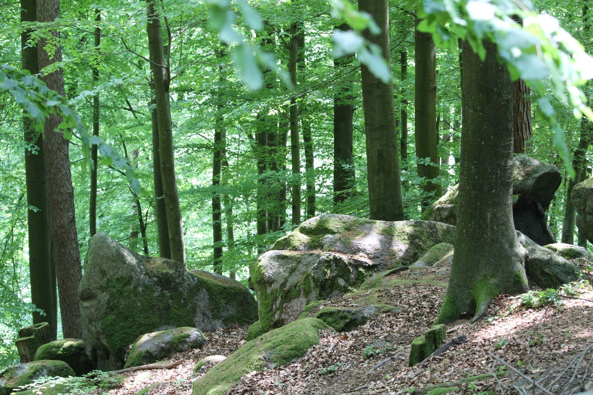 Merlins schamanische Lebensberatung: Naturerlebniswanderung