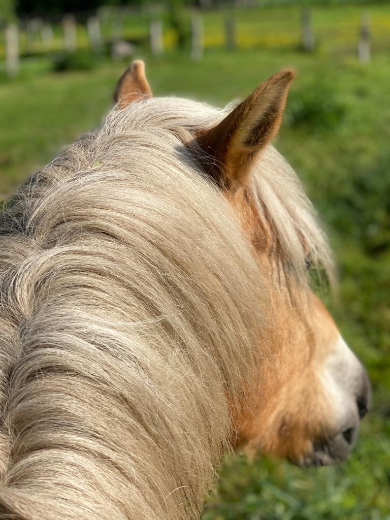 Pferde Mähne - der Blick eines Reiters