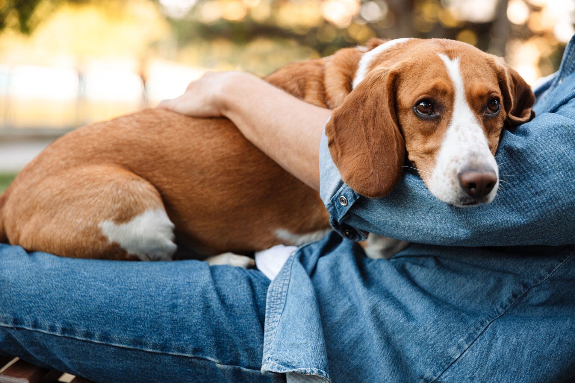 picture of a dog pet custody Amanda Vermeulen divorce solicitor