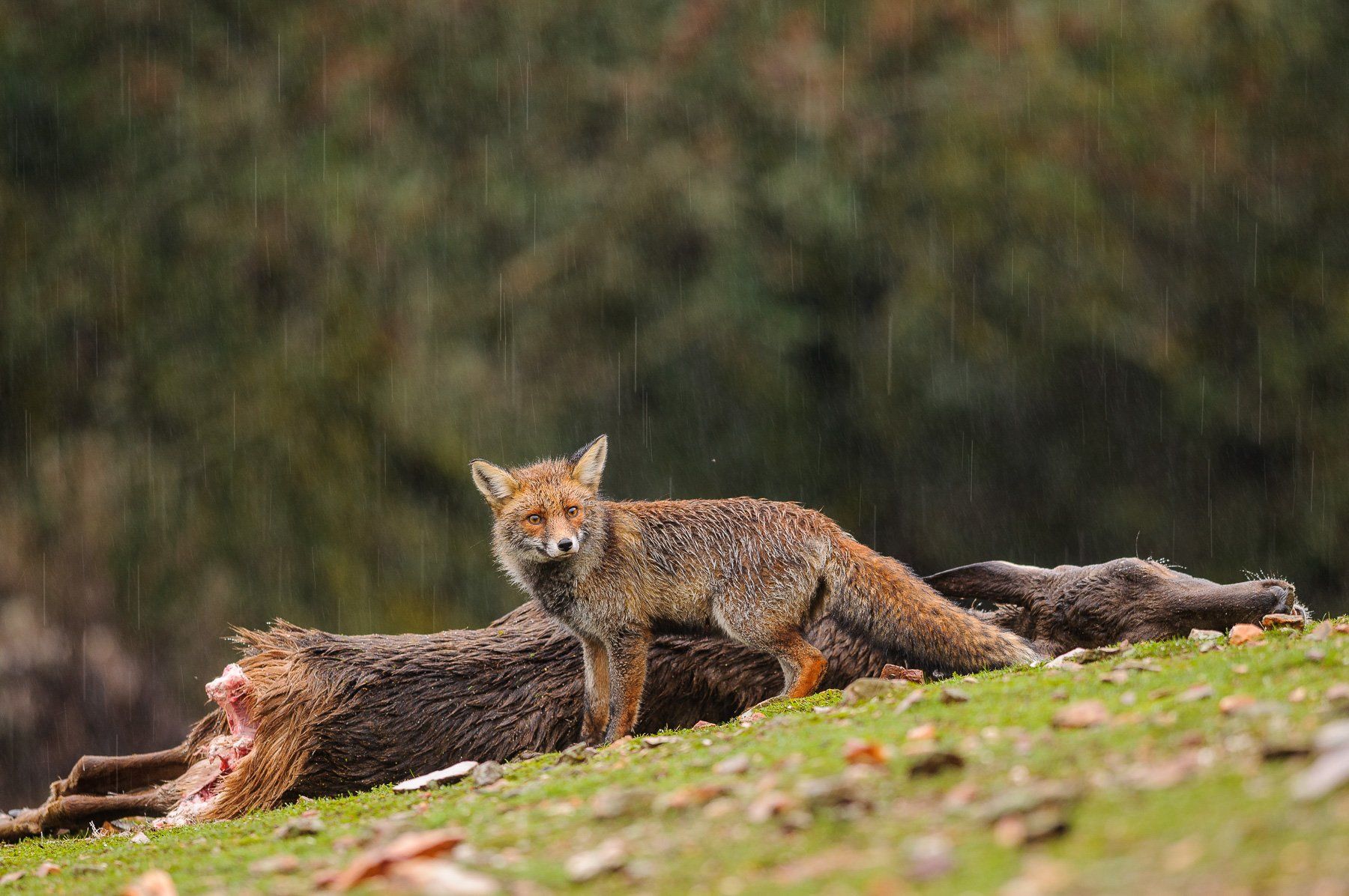 Documental Parque Nacional de Monfragüe, Extremadura, 1080 Wildlife