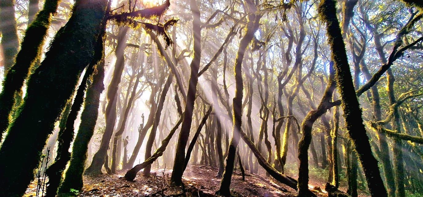 Documental Parque Nacional de Garajonay, Islas Canarias, 1080 Wildlife