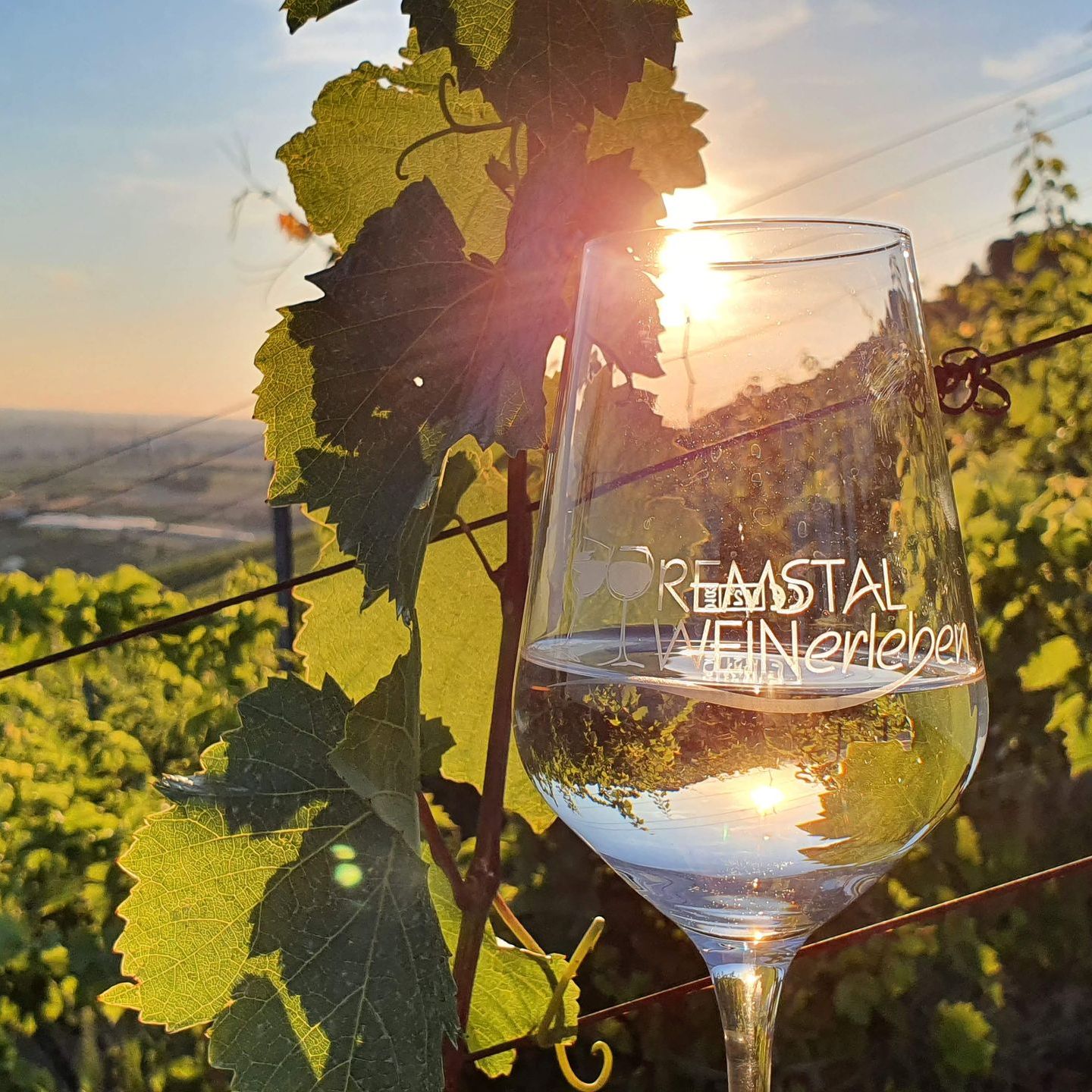 Weinglas vor Rebstöcken Glas Wein zu Sonnenuntergang