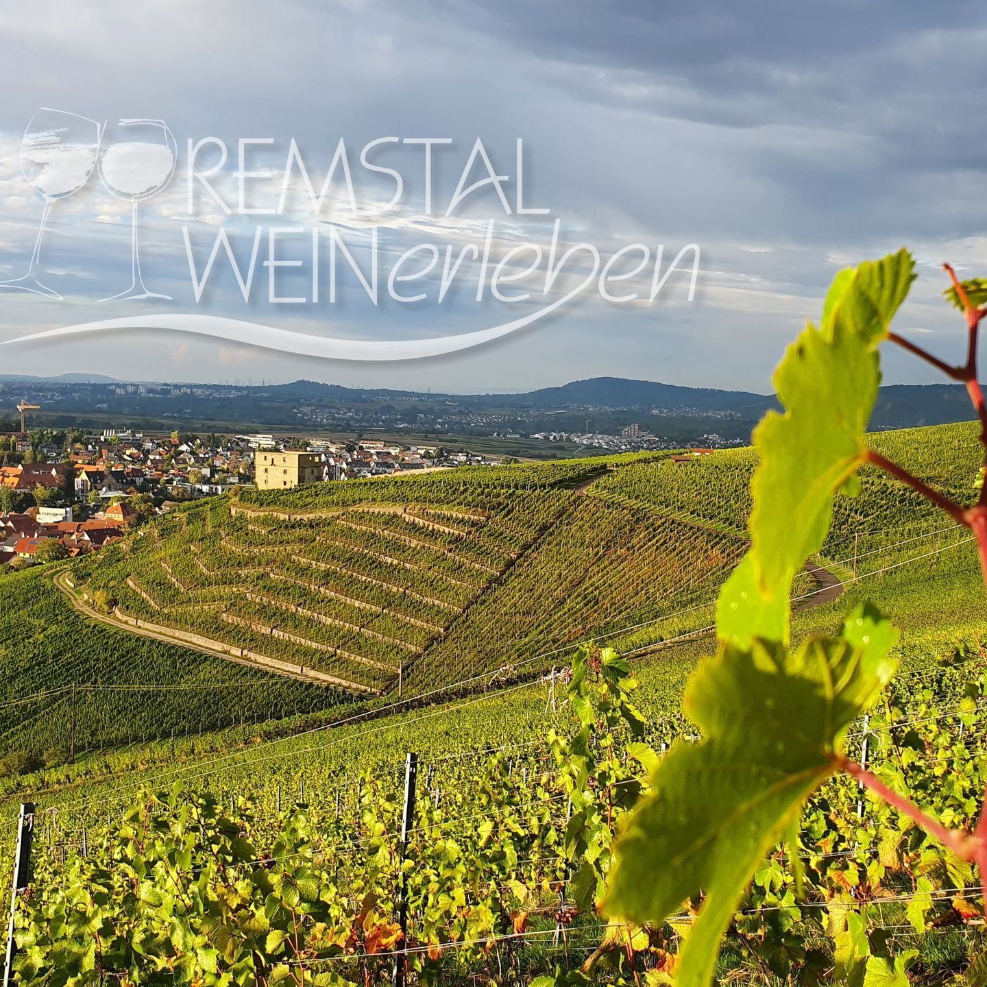 Blick zur YBurg Weinberge um YBurg