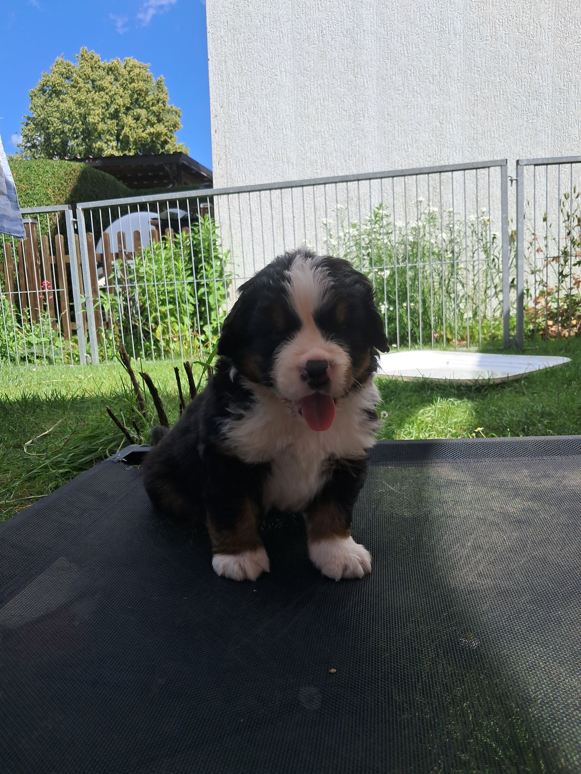 Rüde 3