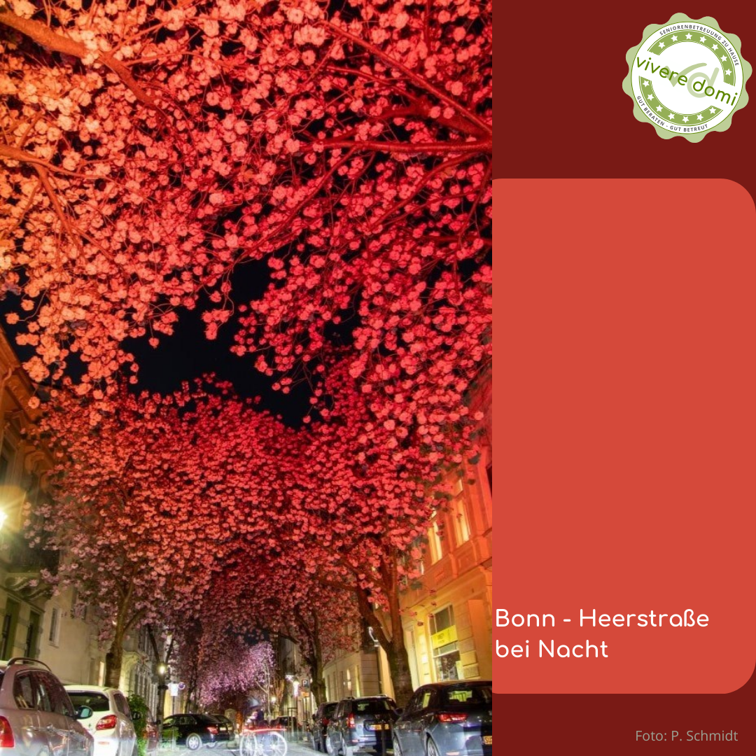 Kirschblüten