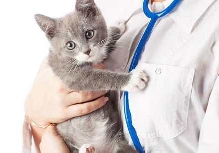 L'importanza della scelta giusta dell'acqua per il nostro gatto.