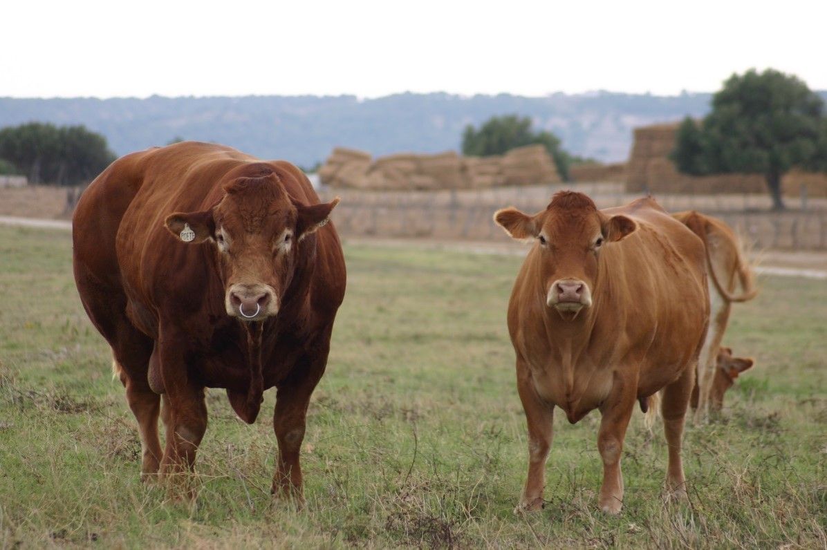 Espermiograma, valoración de sementales, andrología.