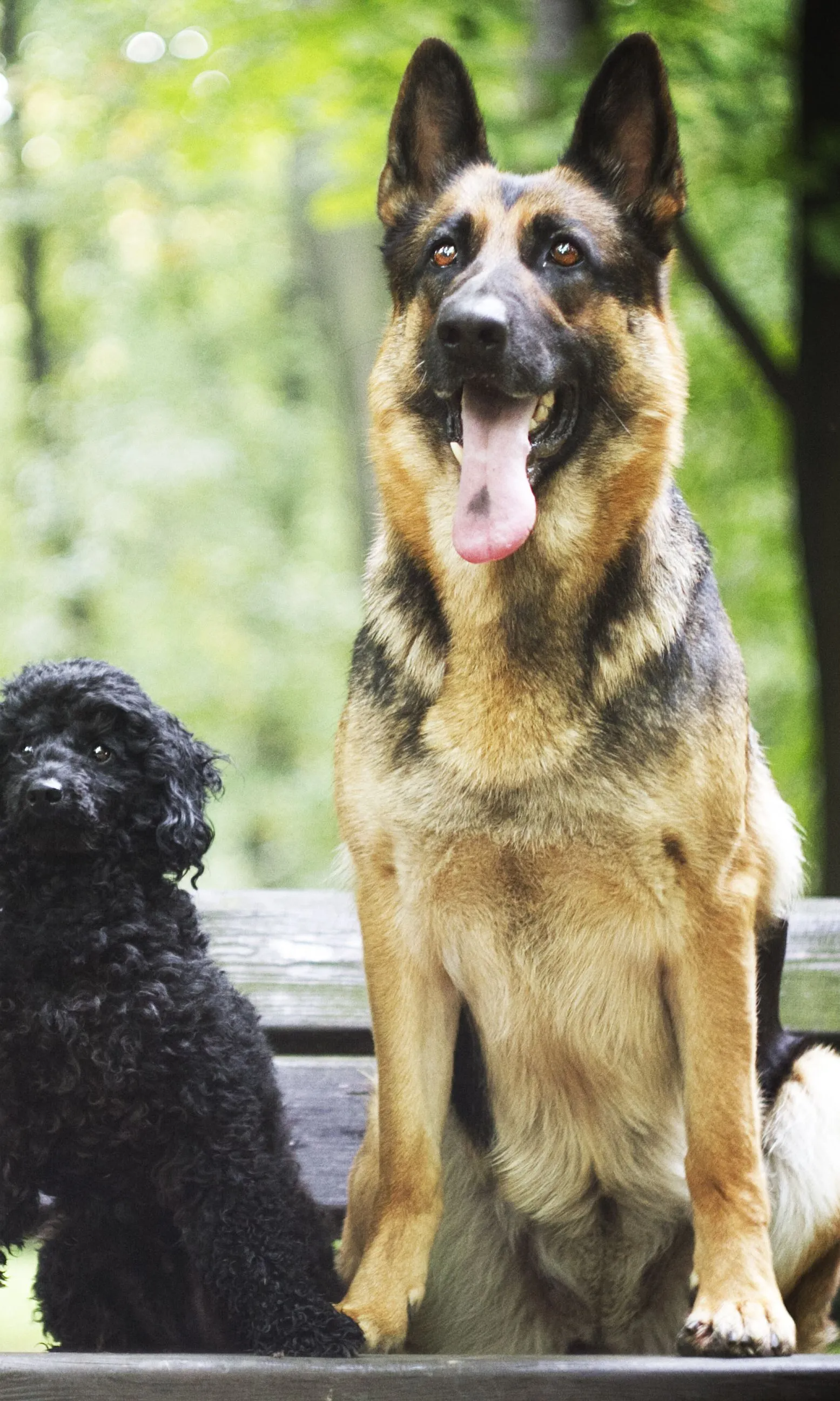 happy dogs