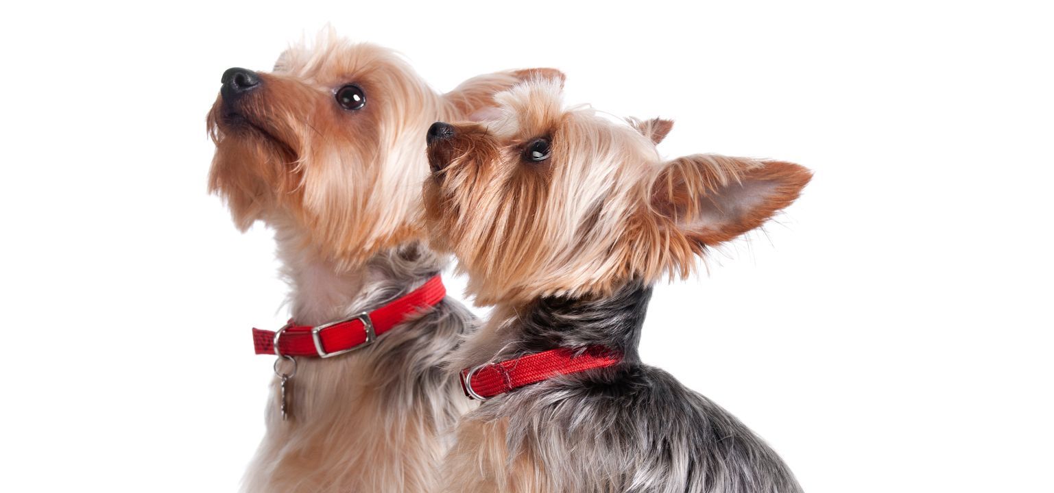Happy owners and happy dogs