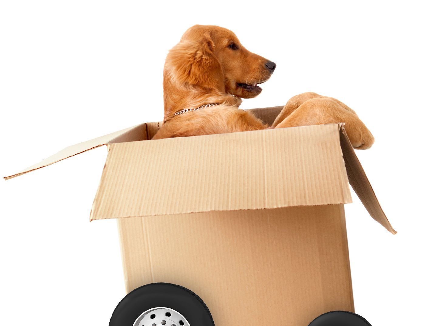 Dog in a box