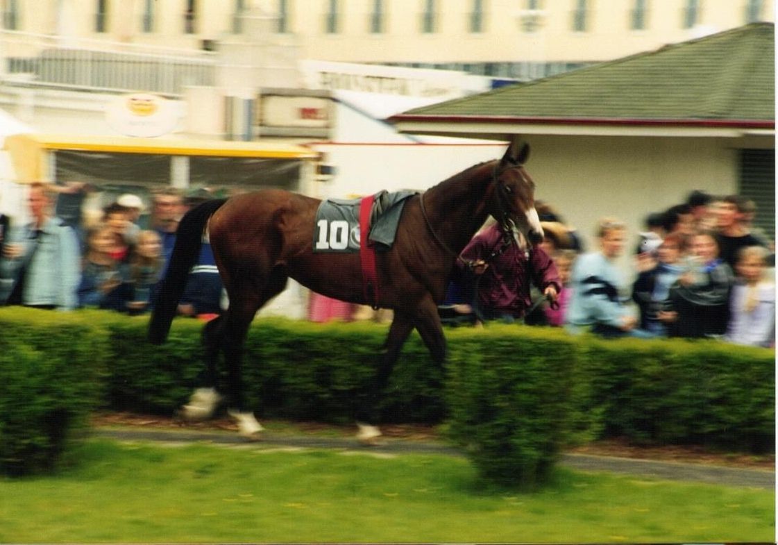 Duke of Hearts im Führring