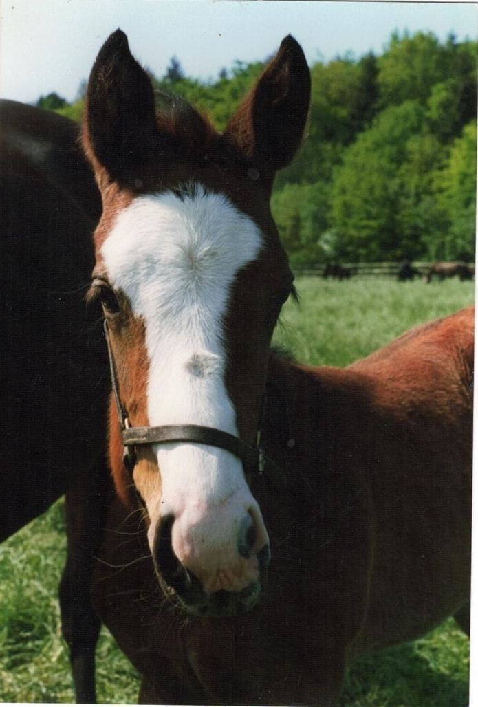 On Request als Fohlen