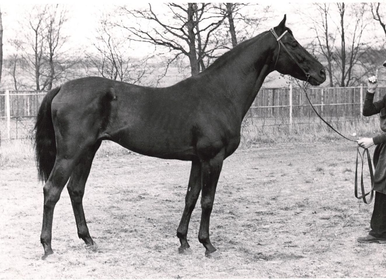 Schwarzkünstler (Deckhengst) im Gestüt Wiesengrund