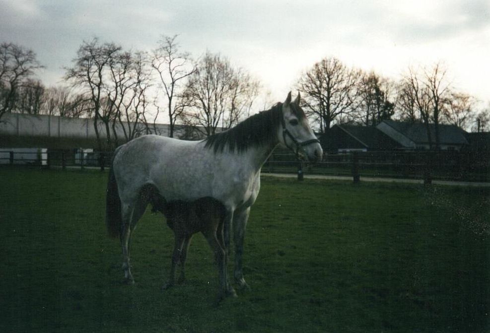 Neige Aimee mit Fohlen
