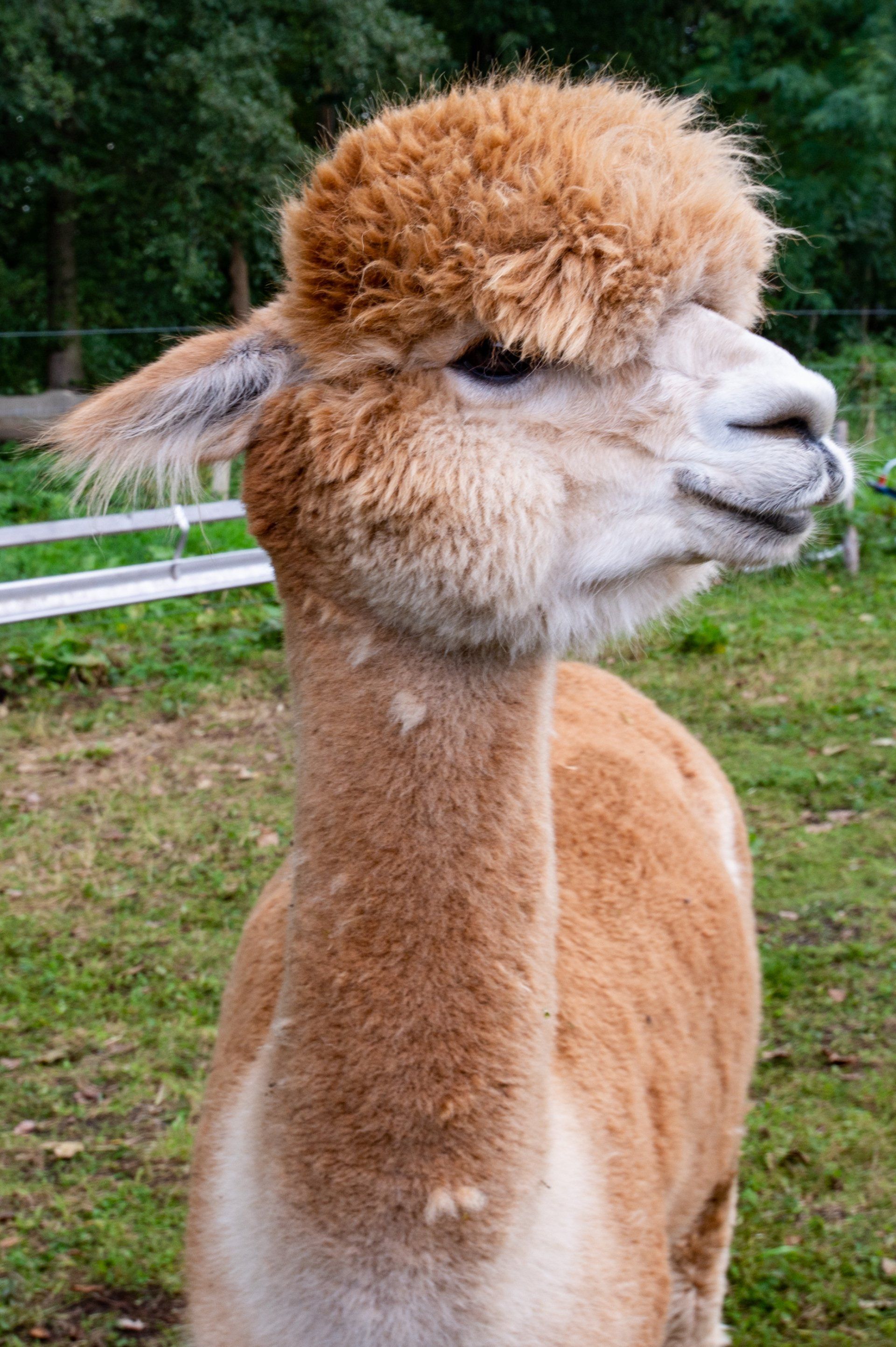 Alpaka