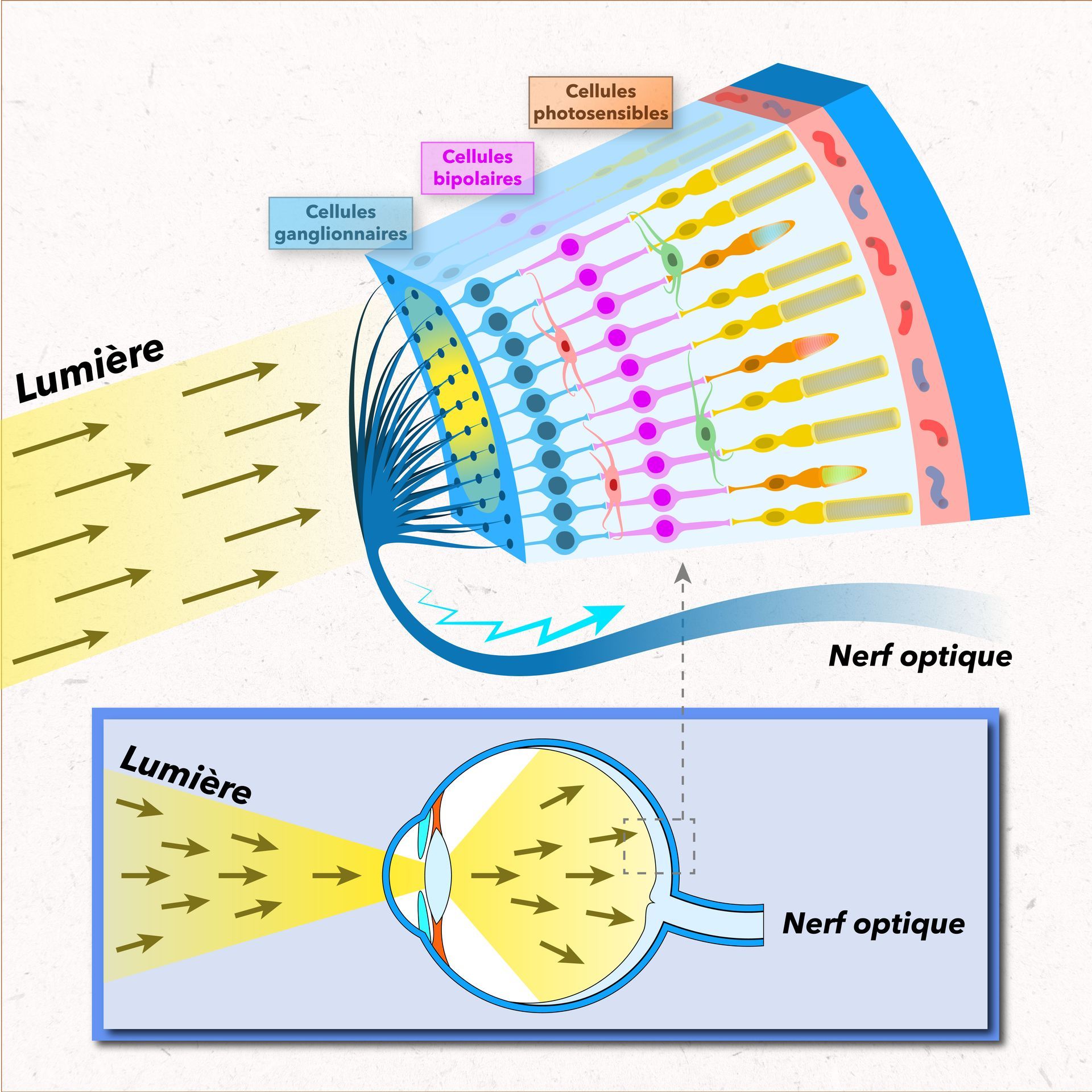 Vision de la couleur Schéma de l'oeil humain