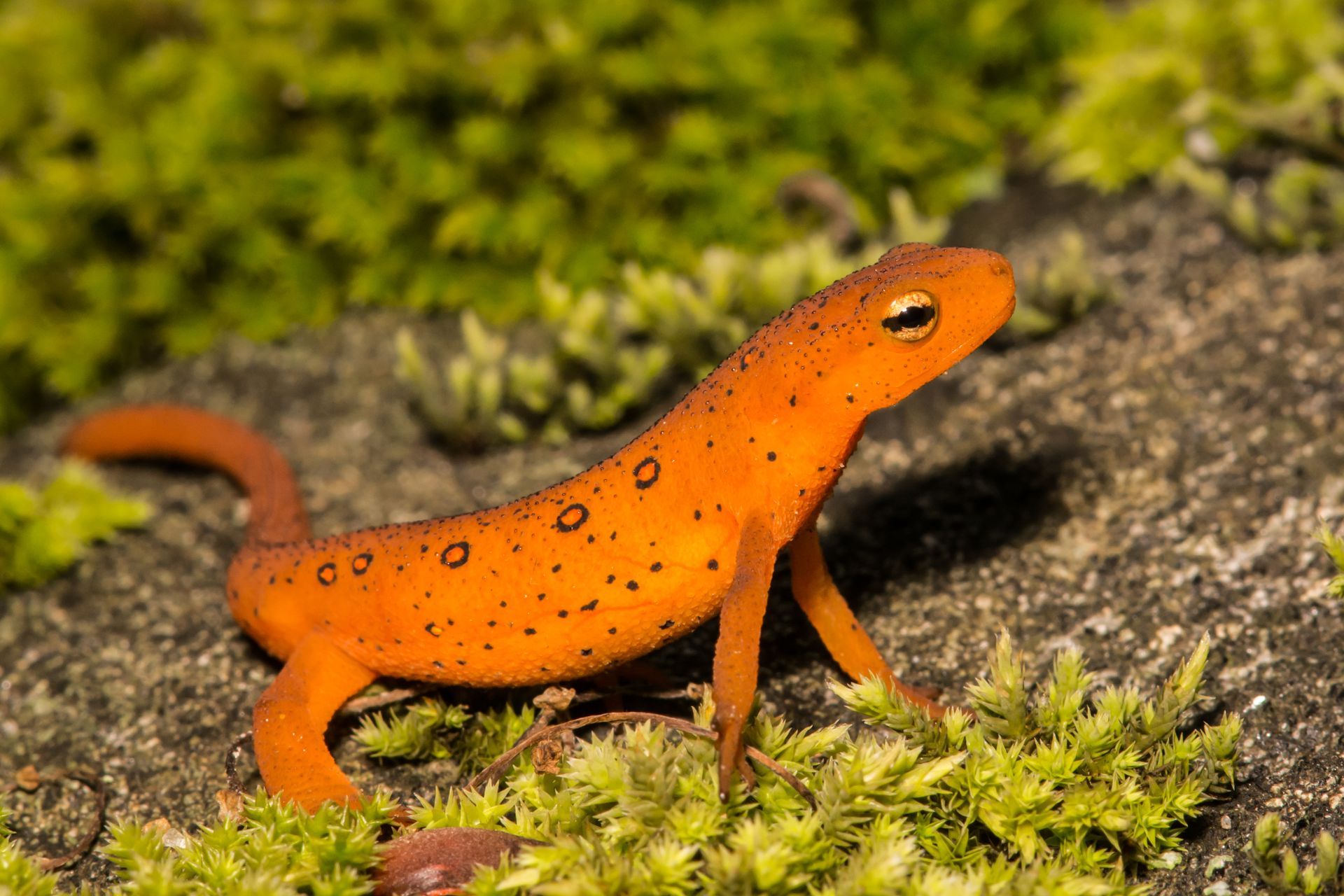 Salamandre Ref eft Notophthalmus viridescen Salamandre Ref eft Notophthalmus viridescen