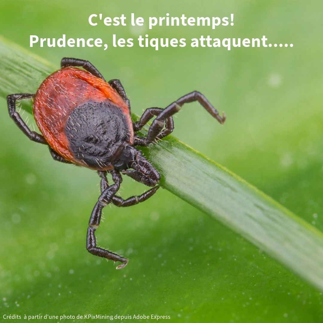 C'est le printemps! Prudence, les tiques attaquent...