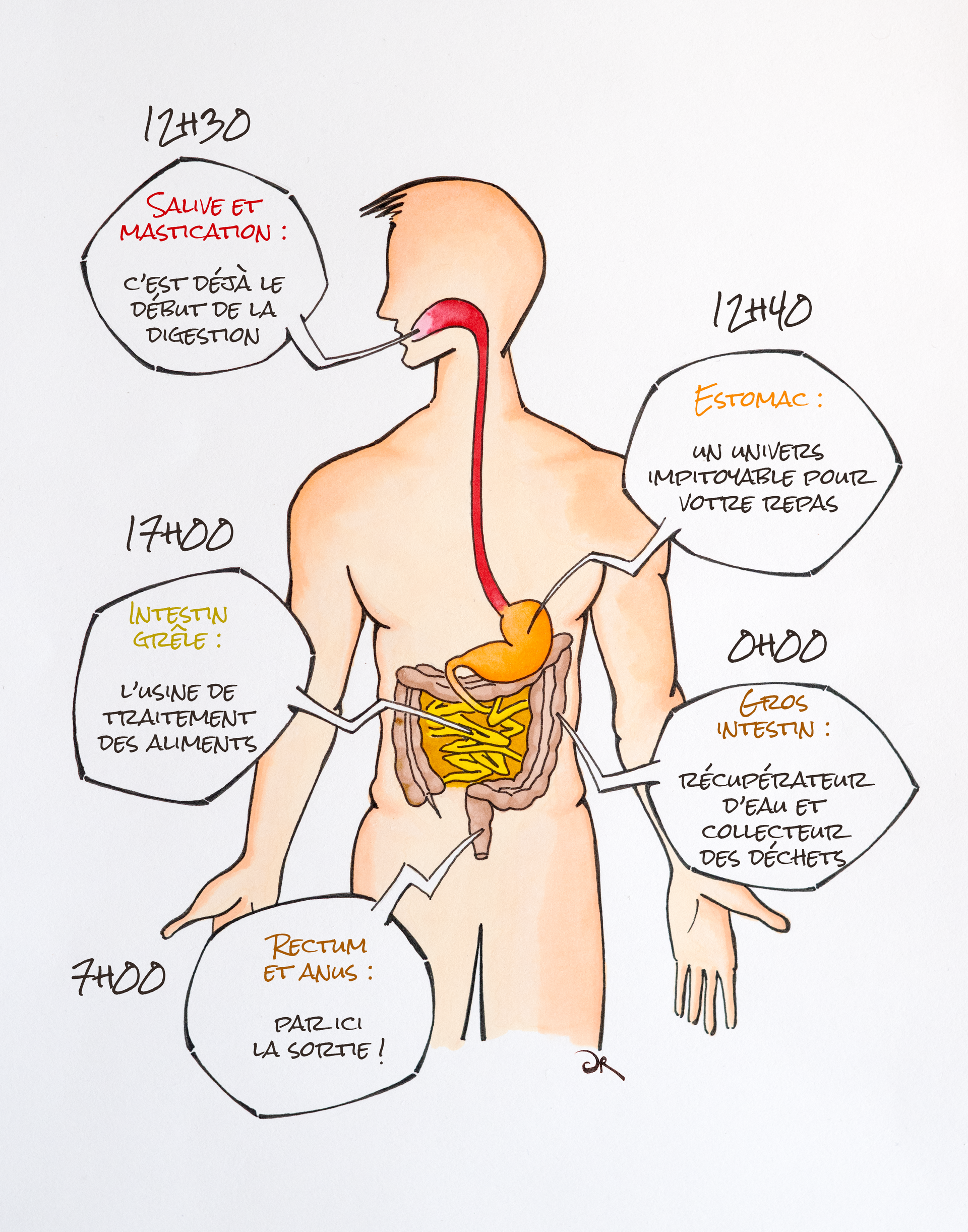 Dessin du système digestif Itinéraire d'un déjeuner -Dessin du système digestif