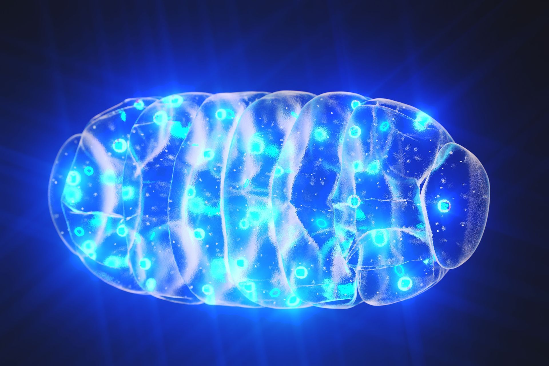 Mitochondrie