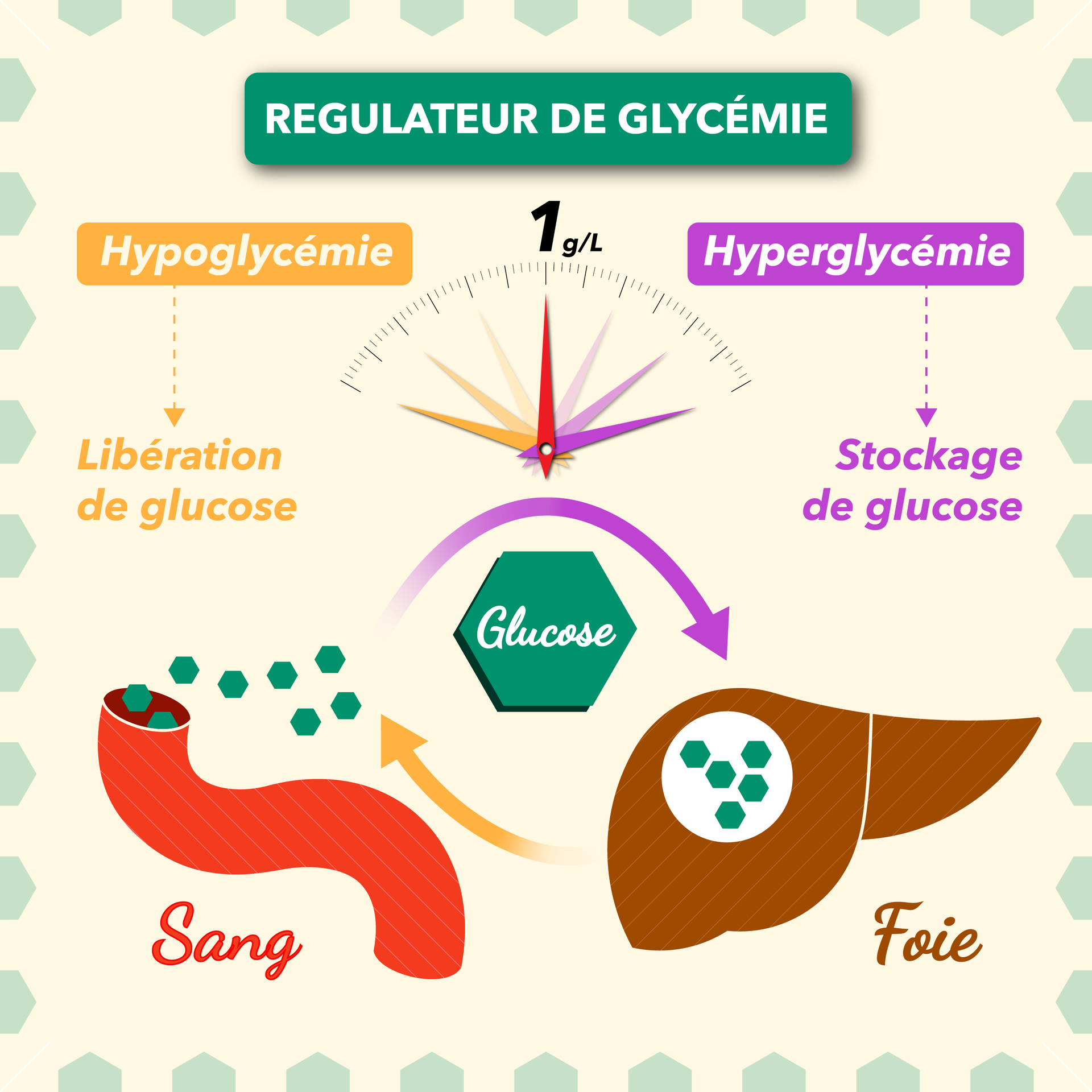 Régulateur de glycémie