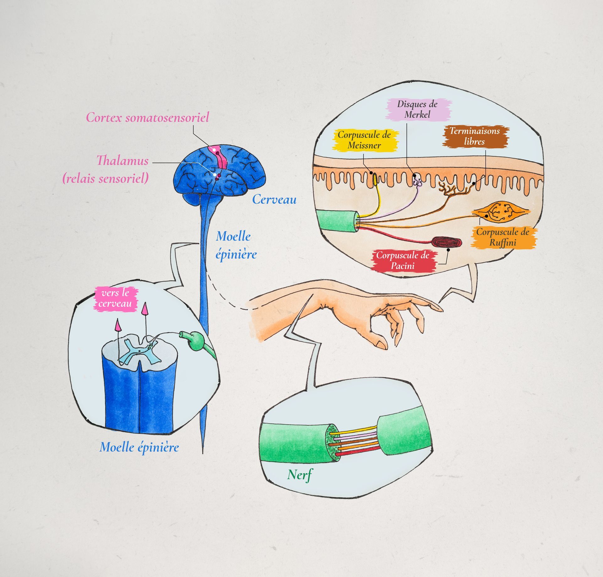 Schéma de la connexion peau-cerveau Schéma de la connexion peau-cerveau
