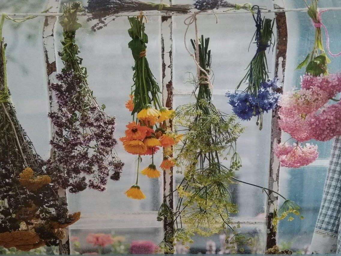 medicinal plants by the Rhine fairies