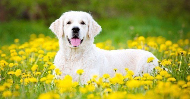 PET SITTER EN ALSACE