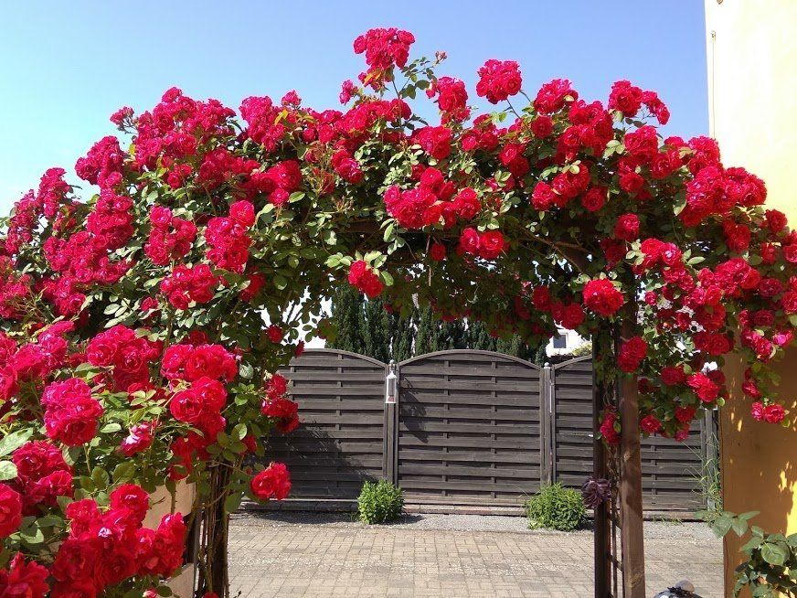 Avant RESTAURER UN ABRIS DE JARDIN EN BOIS