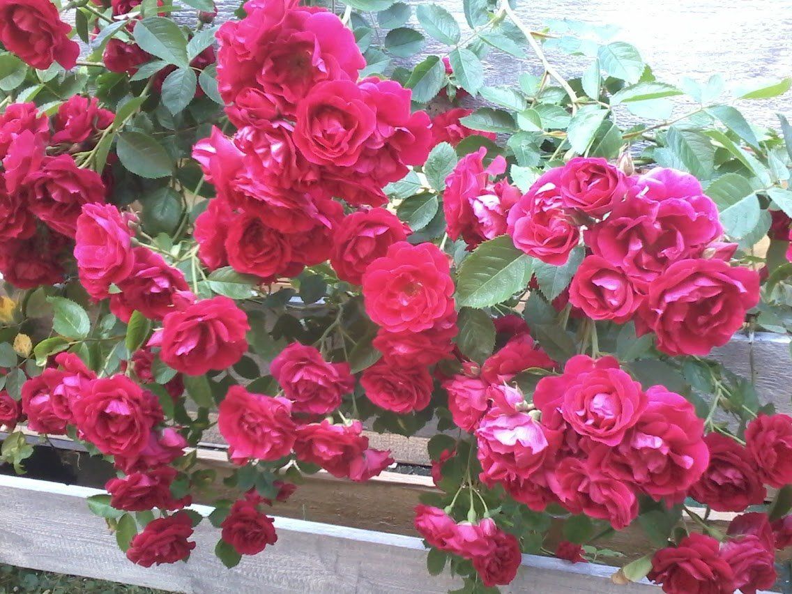 rosiers PAR LES FEES DU RHIN