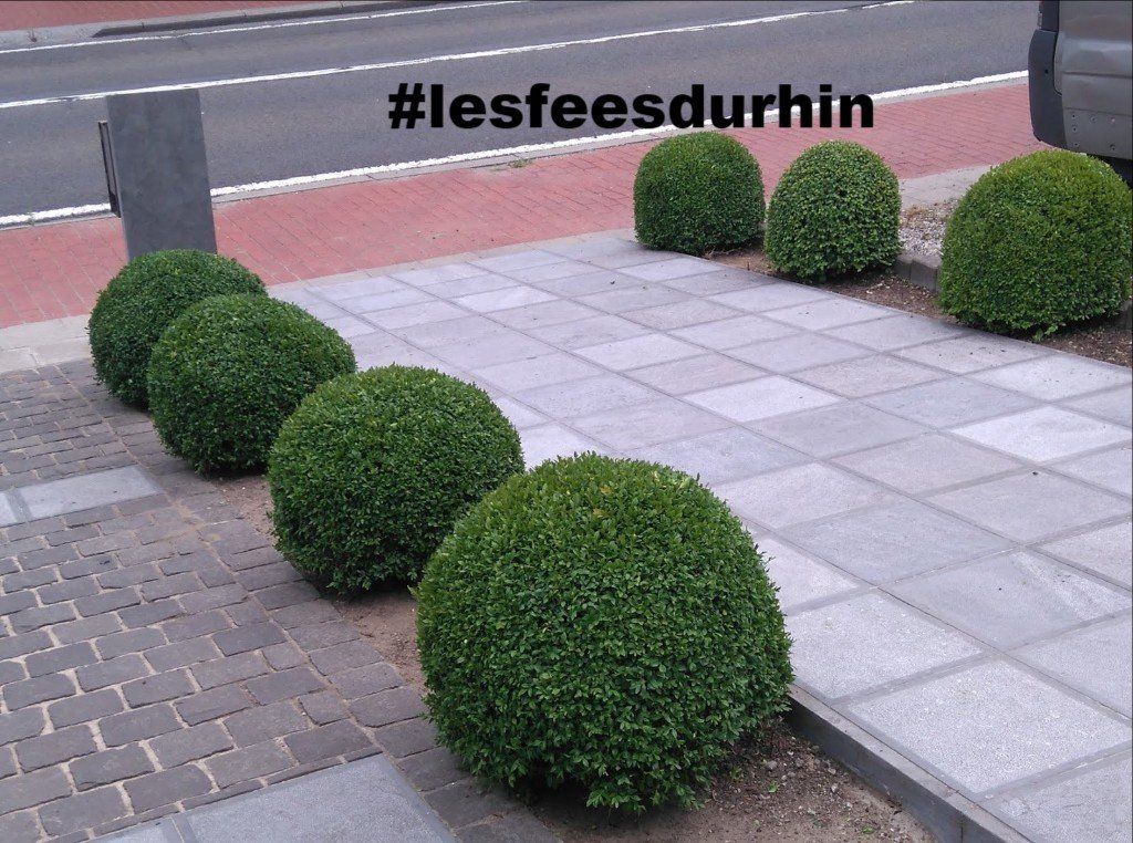 TAILLEr les buis PAR LES FEES DU RHIN