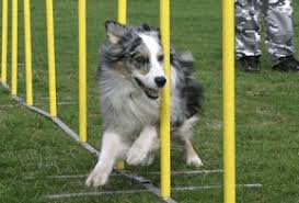 PLANTATION DE ROSIER: LES FEES DU RHIN