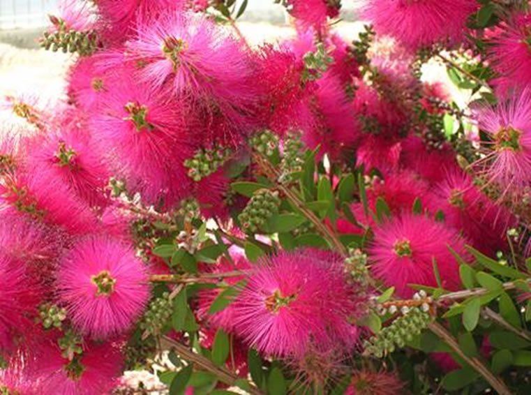 CALLISTEMON