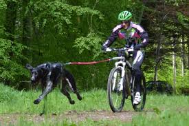 SEMIS DE VIVACES LES FEES DU RHIN