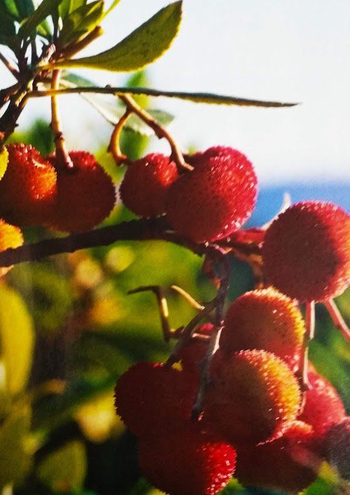 fruits PAR LES FEES DU RHIN