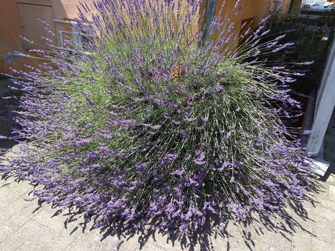 TAILLE DE LA LAVANDE PAR LES FEES DU RHIN