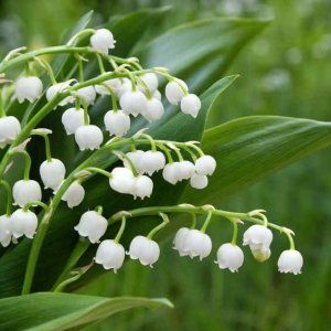 muguet par les Fées du Rhin