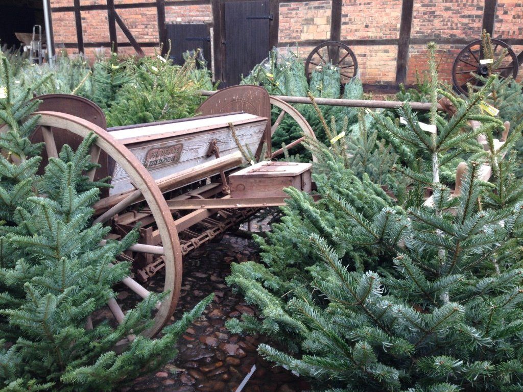 Bio-Nordmannen auf Lenges Hof