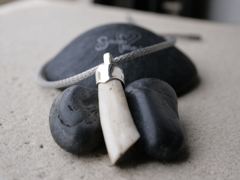 Schneidezahn eines Pferdes mit einer angepassten Kappe aus Sterlingsilber.