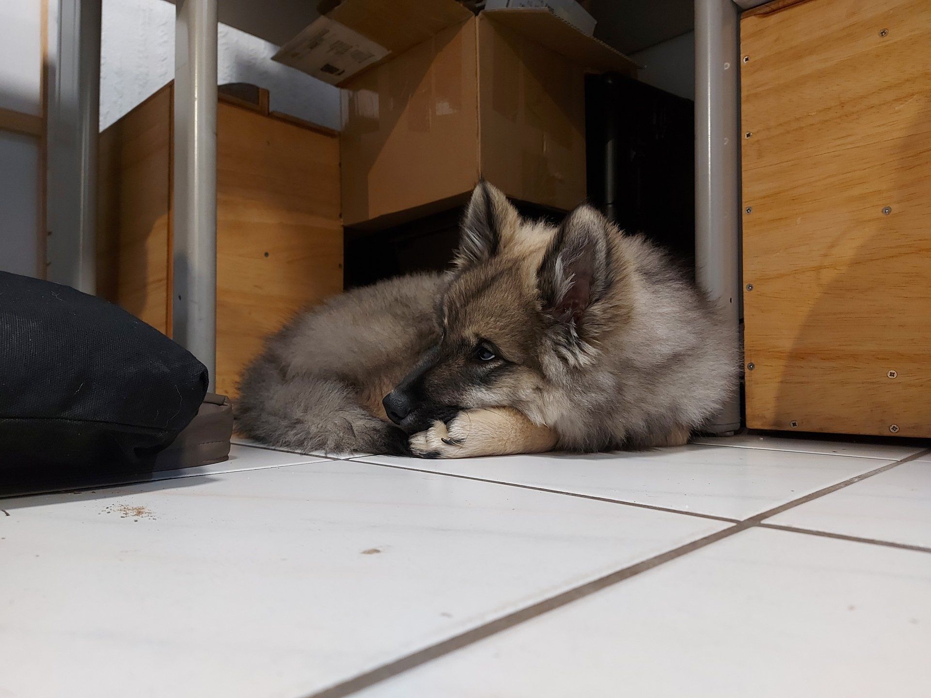 Eurasierrüde Capone-Groll vom Lerchensporn in der Seelenfreundschmiede