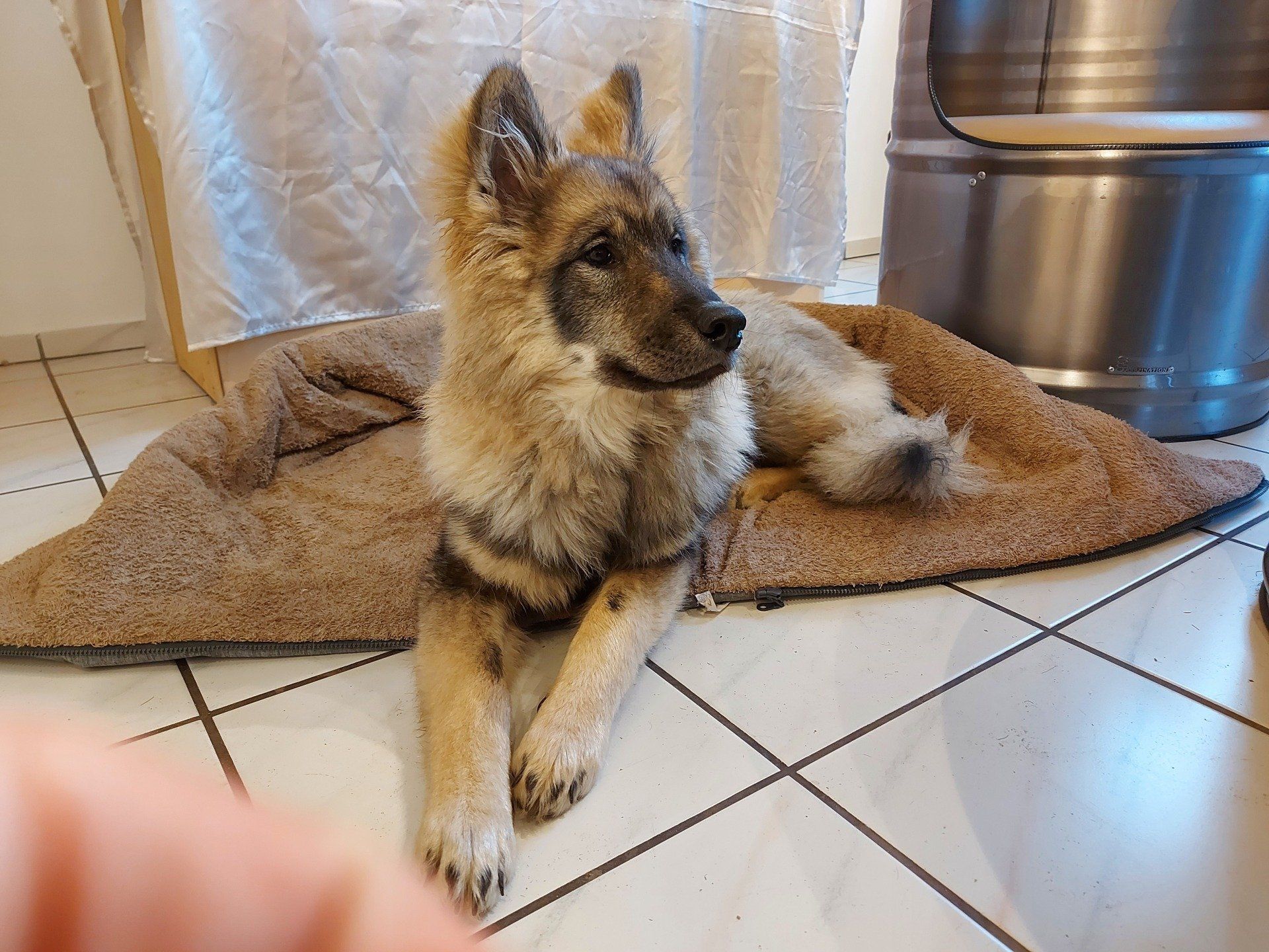 Eurasierrüde Capone-Groll vom Lerchensporn in der Seelenfreundschmiede