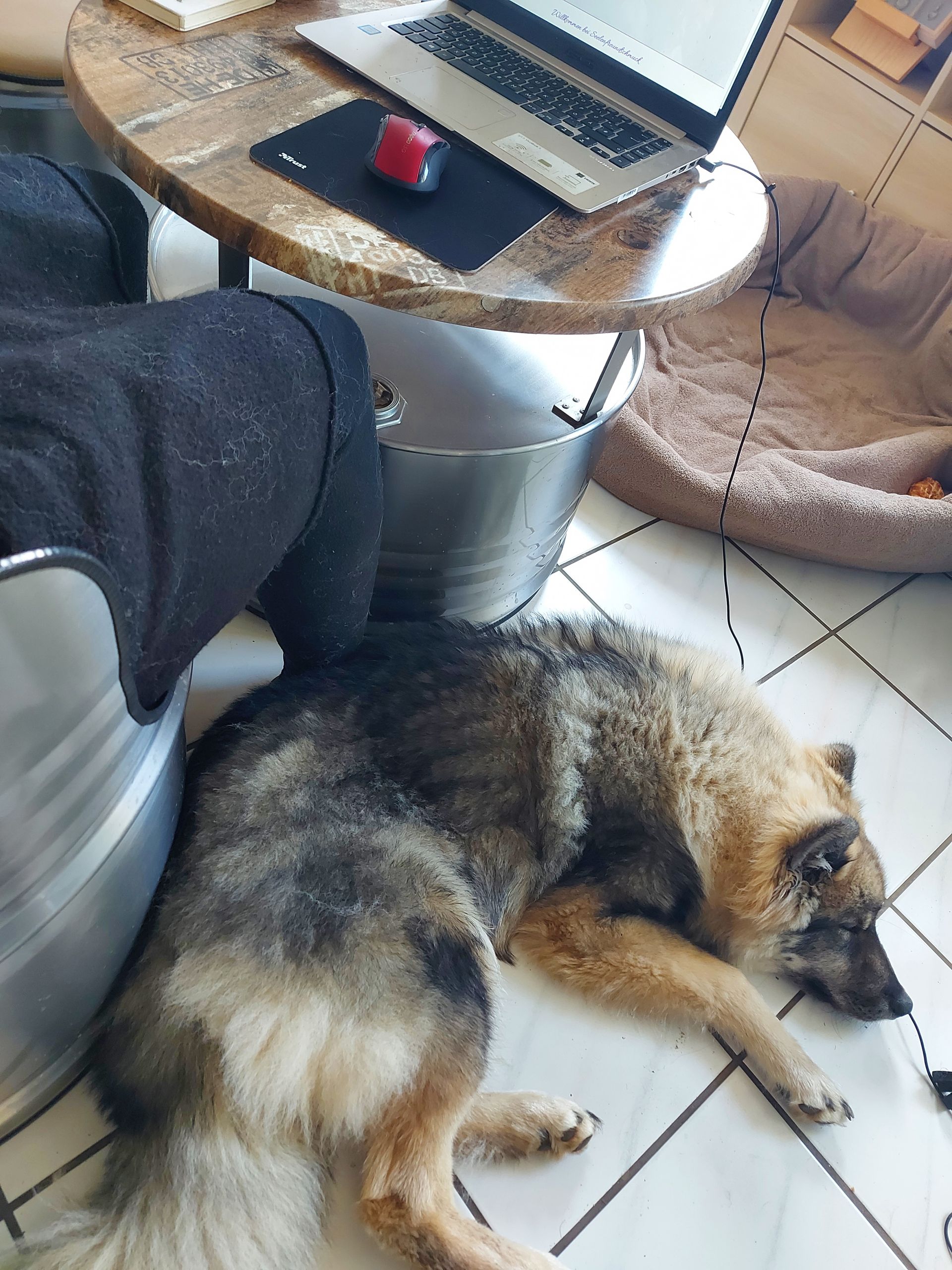 Bürohund Capone Groll vom Lerchensporn bei der Arbeit im Goldschmiedeatelier in Heroldsberg